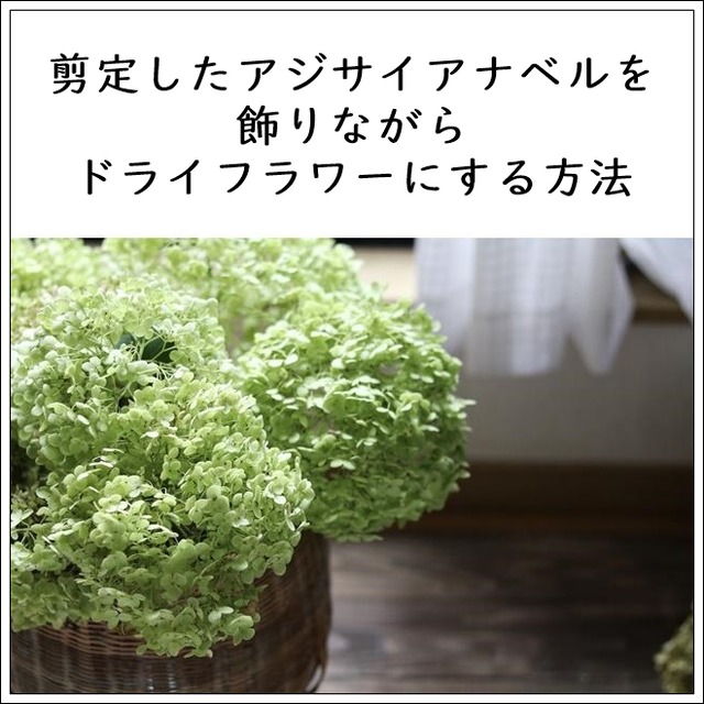 剪定したアジサイアナベルを飾ったままドライフラワーにする方法