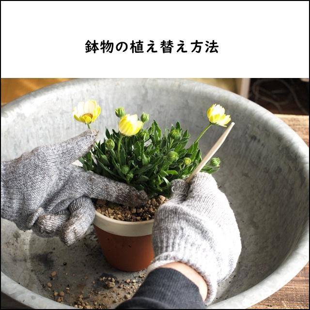 花屋直伝!「鉢の植え替え方法」のきほん
