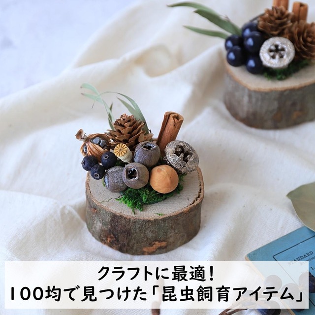 クラフトに最適!100均で見つけた「昆虫飼育アイテム」