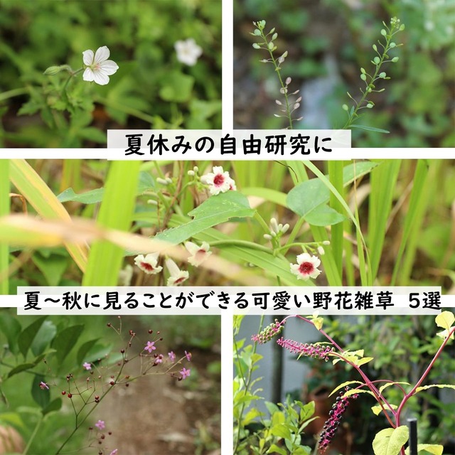 【夏休みの自由研究に】夏~秋に見ることができる可愛い野花雑草 5選