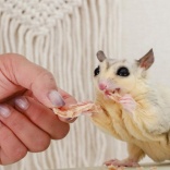 ★ペットも人間も美味しい♪ 簡単手作り鶏ささみジャーキーの作り方