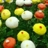 【９月９日】菊を楽しむ「重陽の節句」