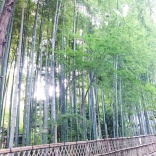 【９月９日】菊を楽しむ「重陽の節句」