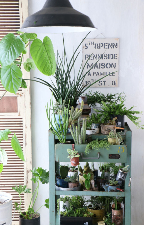 男前リメ缶に多肉やサボテンを植えて、ブルックリン風ボタニカルライフ
