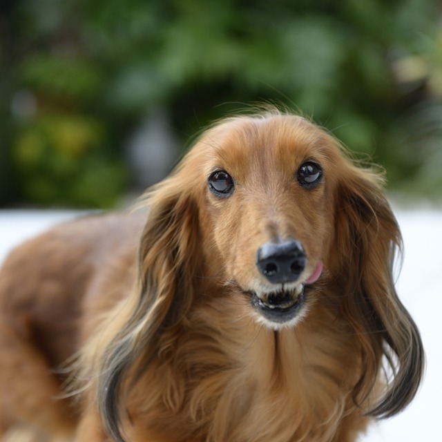 ここで決まり！　ワンコ写真のピント位置、合わせ方のコツ