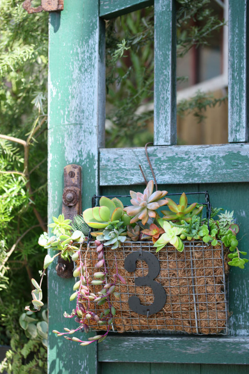 多肉植物の寄せ植えバッグを100均のBBQ網でつくっちゃおう！