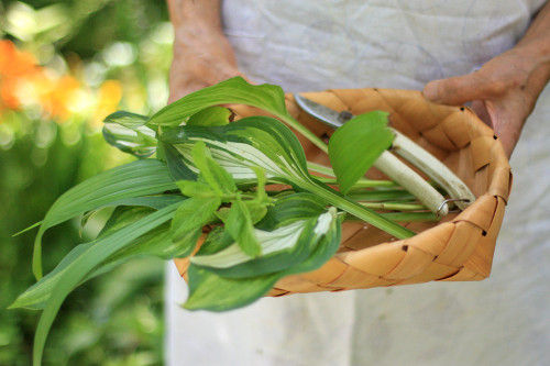 初夏の庭から～北欧ノルディックバスケットに葉っぱだけの爽やかアレンジ