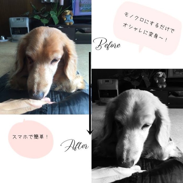 簡単写真術♪　失敗写真がモノクロ加工でおしゃれ写真に変身？！