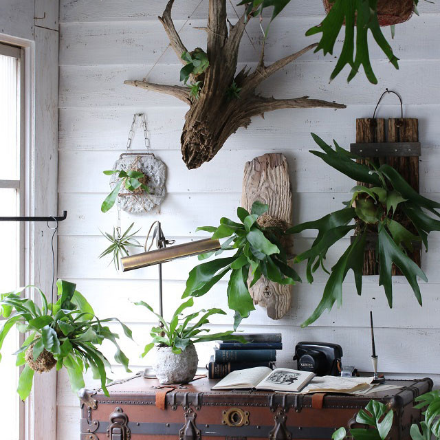 おしゃれ×カッコイイ　真似したくなるコウモリラン（ビカクシダ）の男前インテリア 5選！