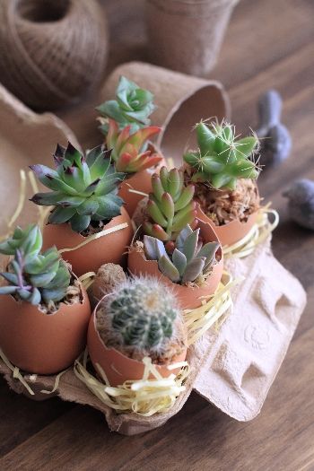 イースターにちなんで卵の殻を使ったプチガーデン♪