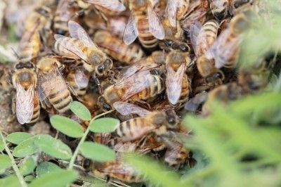 女王蜂が海を越えてやって来た★　ミツバチも活動開始！の春