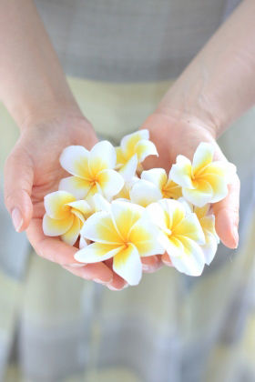 南の島の花 プルメリア