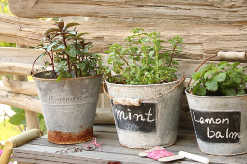 ハーブを育てて、飾って。すてき暮らししませんか？
