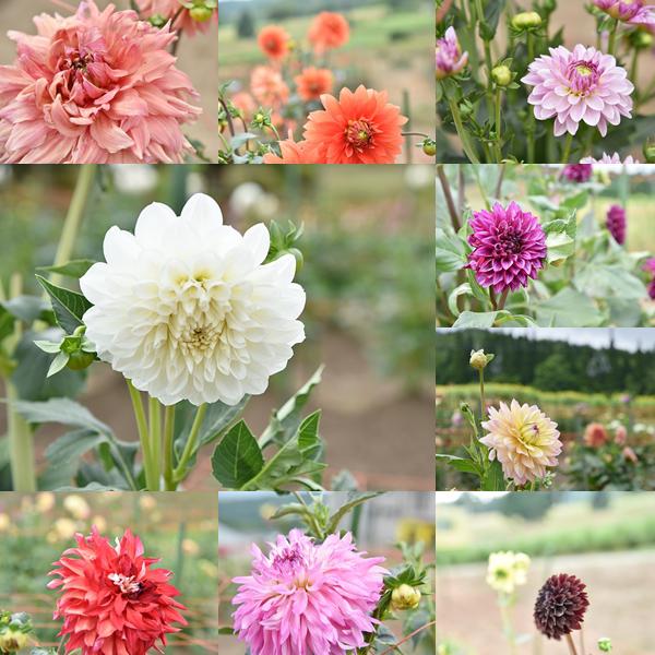 【信州ぶらり花の旅】黒姫高原ダリア園＆道の駅「しなの」　～道の駅はお花屋さん～