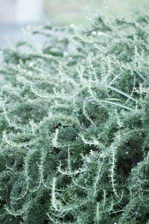 もじゃもじゃに育ったローズマリー、お料理以外の活用法あります♪