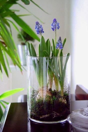 お部屋で楽しむ球根植物の寄せ植え