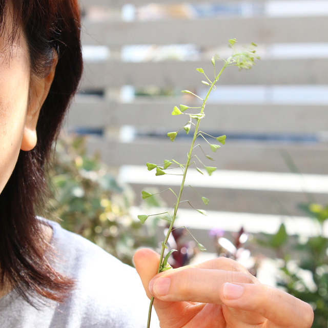 [雑草生活]ペンペングサの音色とは？ 懐かしい草遊び