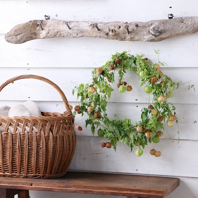 フウセンカズラを丸めるだけ　簡単ドライフラワーのリース。そのまま種まきもOK