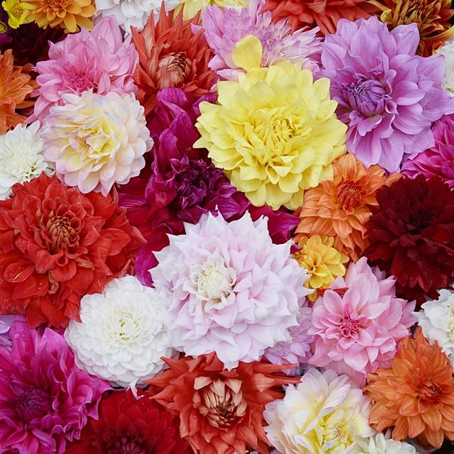 【長野県・黒姫高原ダリア園】フローリストオススメのダリア園 後編　球根掘り