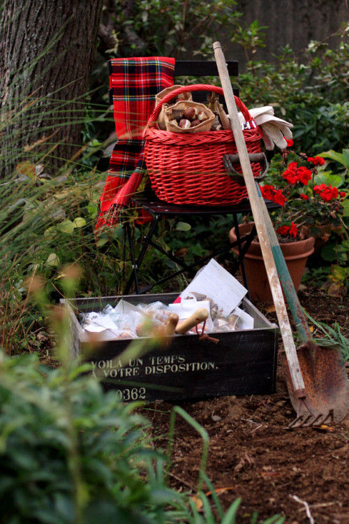 球根植えました！　来年の春が待ち遠しい！