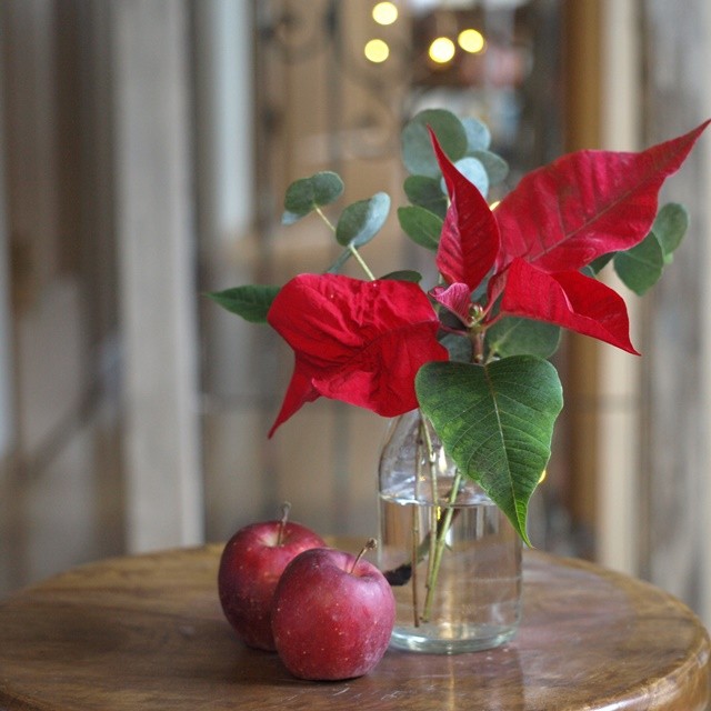 花屋直伝♪　折れてしまったポインセチアの水揚げ方法