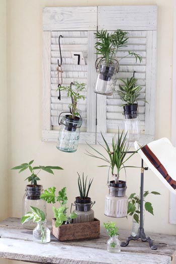 水やり不要！空きビンで観葉植物を水栽培