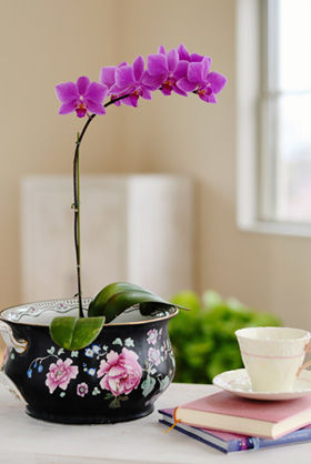 世界らん展　フォトスタイリングミニ講座開催