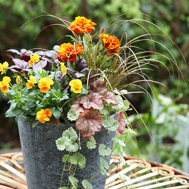 植えた日から楽しめる「寄せ植えの５法則」