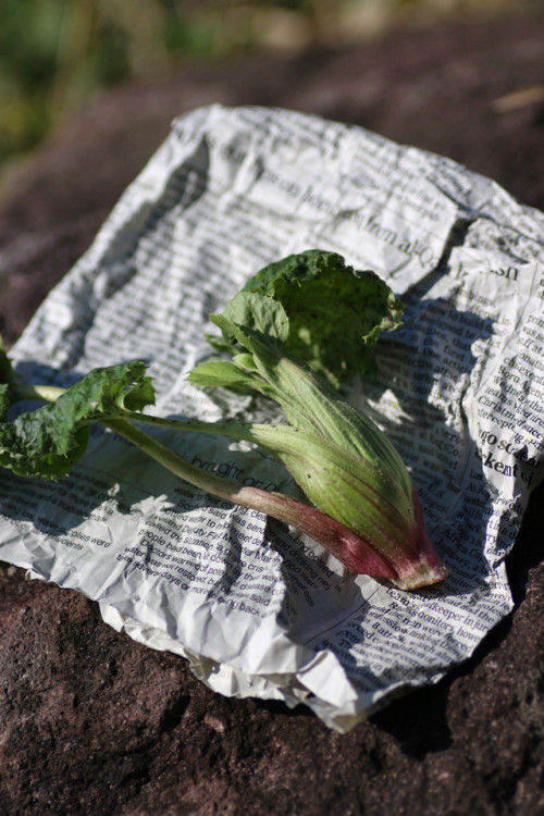 春を告げる野菜「ふきのとう」～今年も芽吹いてくれました