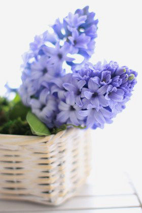 春の切り花を生ける～満開のヒアシンス～