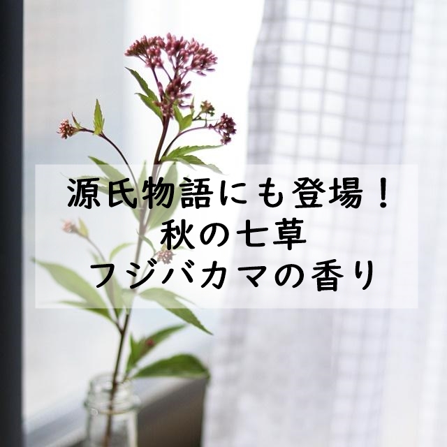 源氏物語にも登場！ 秋の七草　フジバカマの香り