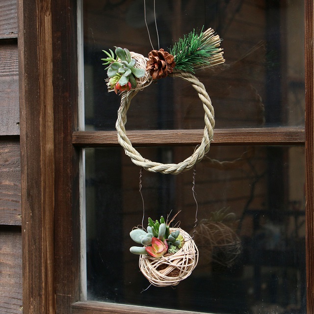 多肉植物でお正月リース？？　100均のしめ縄とラタンボールを使ったアレンジ