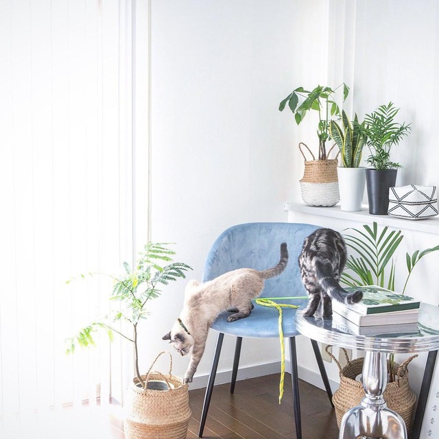 2月22日は猫の日！ 猫に安心な観葉植物とは？