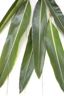 月桃の葉を使って　～サシェにしてナチュラルな防虫剤に