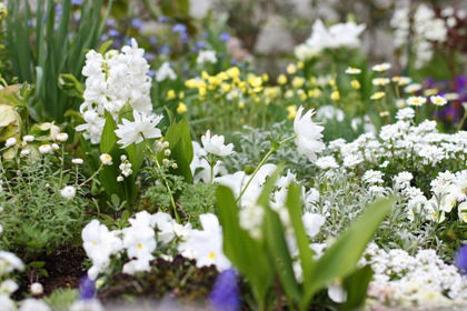 ちょっぴりシシングハースト風なホワイト・ガーデン