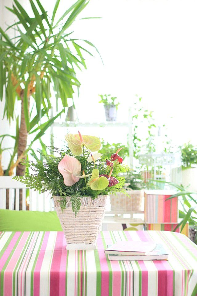 真夏のフラワーアレンジ 　～アンスリウムと観葉植物で寄せ植え風に～