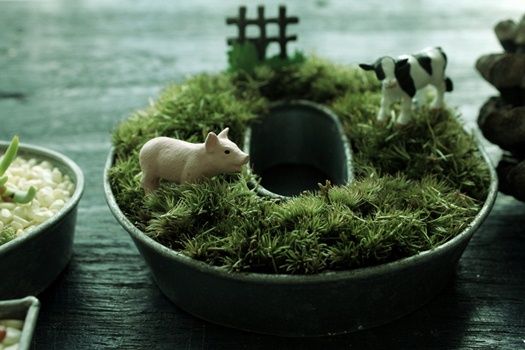 手軽に楽しむ苔のアレンジ