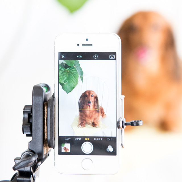 ダイソー100円　スマホスタンド使ってみたら楽ちんに愛犬撮影できました