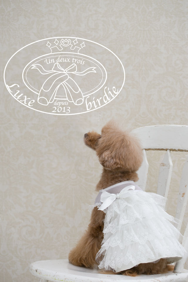 "Luxe birdie"わんこのお洋服をくまこがデザインしました