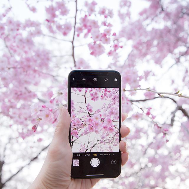 スマホで桜をきれいに撮影する３つのコツ