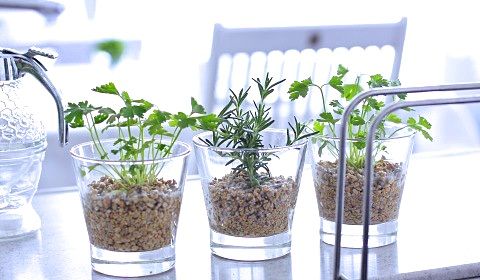 セラミック玉砂利で簡単＆キレイに育てるハーブ