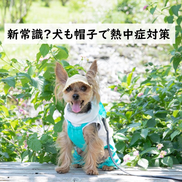 新常識⁈犬も帽子で熱中症対策