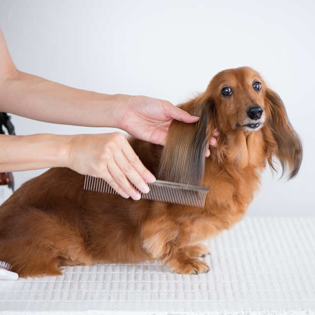 トリマーさん直伝！ブラッシングの基本　後編：正しいブラッシングを学ぼう