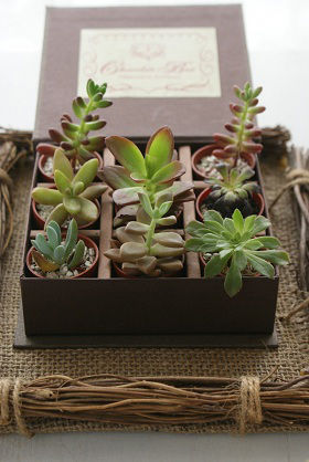 多肉植物で気軽にグリーンインテリア