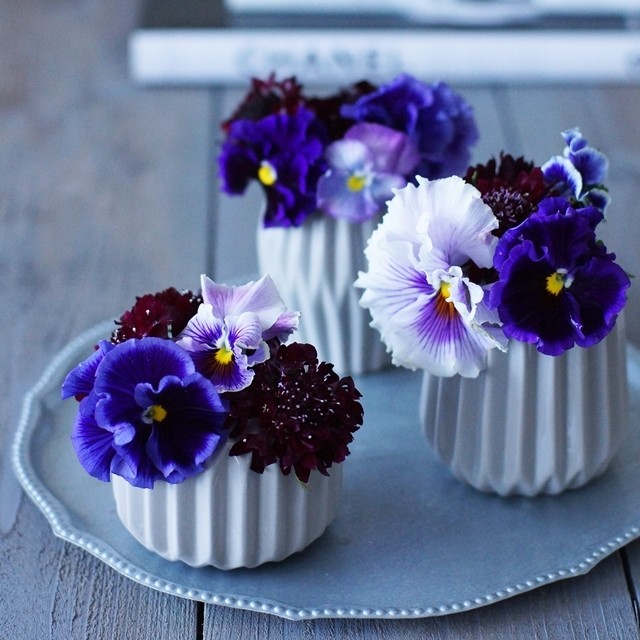 【冬の花色配色】パープル×ボルドー　パンジーを大人シックに活けるコツ