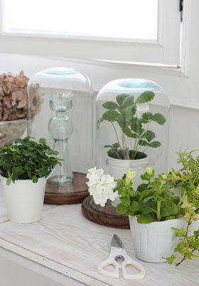 ドーム型のガラスがお洒落度アップ