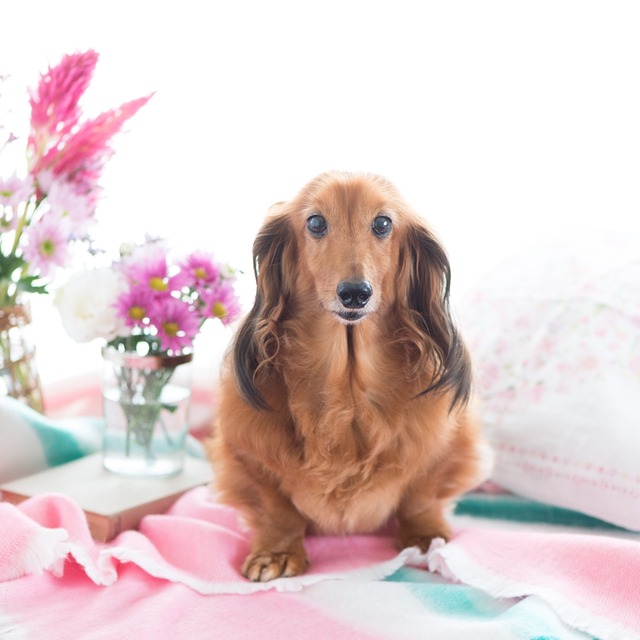 重陽の節句♪ 「被せ綿」で祈るワンコの健康長寿