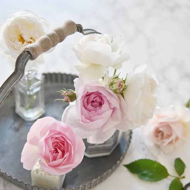 花びらの片付けが「楽ちん」なバラの飾り方