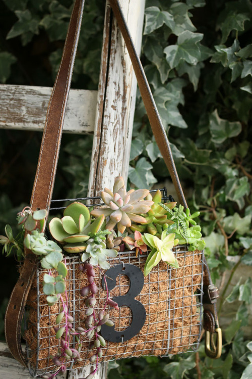 100均の焼き網で作った多肉植物の寄せ植えバッグ、ショルダーにして飾ろう
