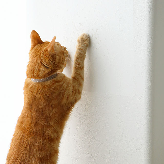 【お悩み解決】猫の爪とぎ対策に　ダイソーの100円ひっかき傷防止シートがおすすめ！